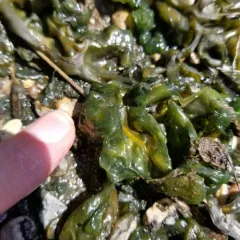 Star Jelly thumbnail 2
