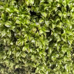 Marbled Screw-moss thumbnail 4