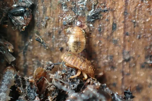 Colorado Bed Bug