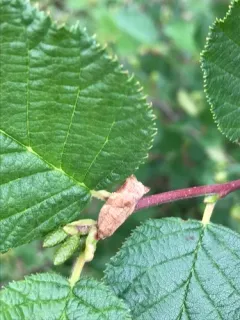 Choristoneura albaniana thumbnail 2