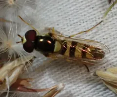 Exotic Streaktail thumbnail 4