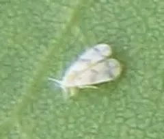 Mulberry Whitefly thumbnail 3