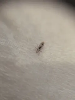 Human Louse thumbnail 1