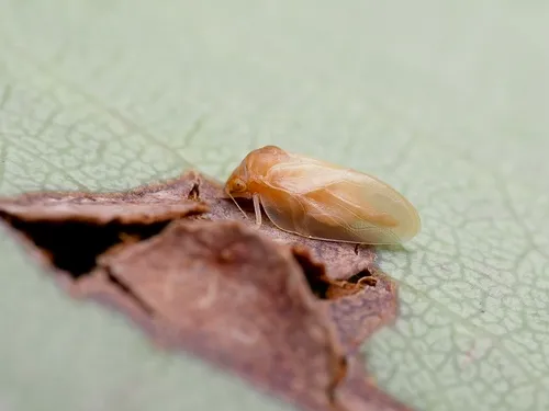 Pacific Madrone Psyllid