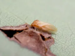 Pacific Madrone Psyllid thumbnail 1