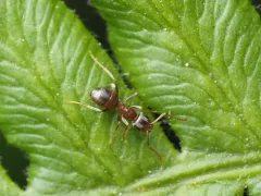 Cryptic Fuzzy Ant thumbnail 2