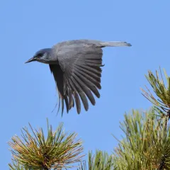 Pinyon Jay thumbnail 4