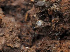 Cryptachaea blattea thumbnail 3