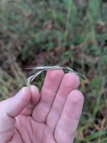 Slender False Brome