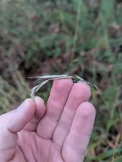 Slender False Brome thumbnail 1