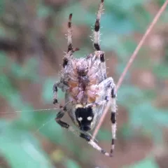 Nordmann's Orbweaver thumbnail 4