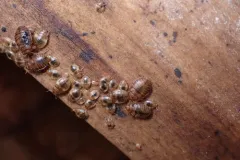 Colorado Bed Bug thumbnail 2