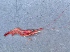 Alaskan Pink Shrimp thumbnail 3
