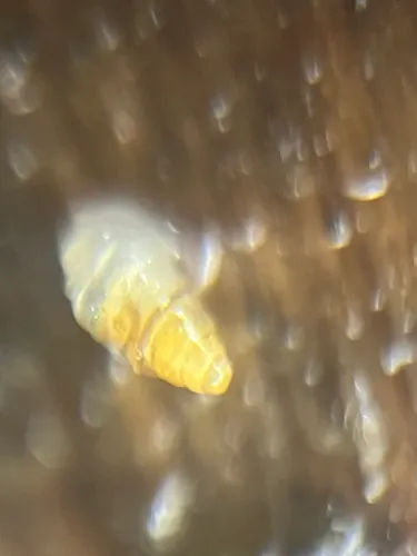 Dentate Thorn