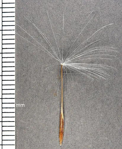 Tall Agoseris