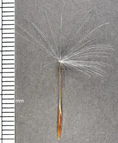 Tall Agoseris thumbnail 1