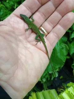 Green Anole thumbnail 3