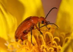 Nemognatha lurida thumbnail 3