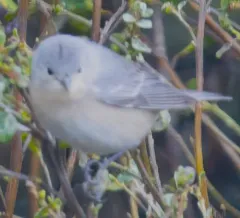 Lucy's Warbler thumbnail 3