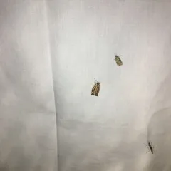 Striated Tortrix Moth thumbnail 2