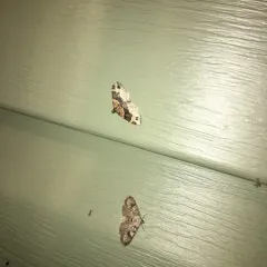 Dark-barred Twin-spot Carpet thumbnail 4