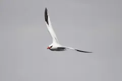 Red-billed Tropicbird thumbnail 3