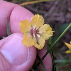 Lanceleaf Loosestrife thumbnail 2
