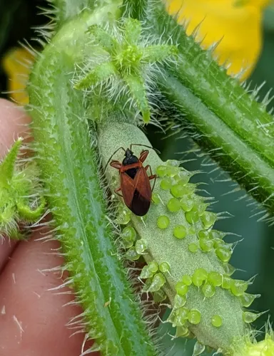 Gastrodes pacificus
