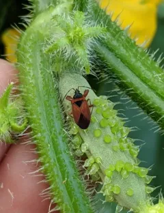 Gastrodes pacificus thumbnail 1