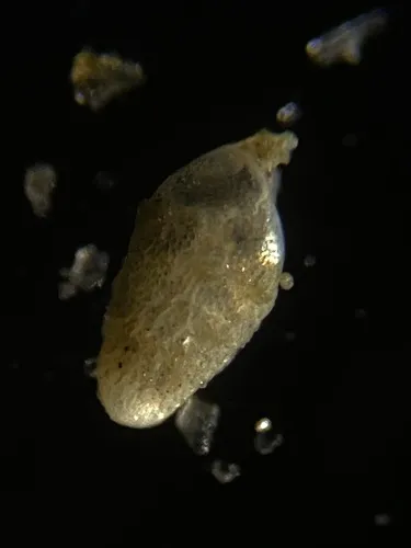 Bolivina subexcavata