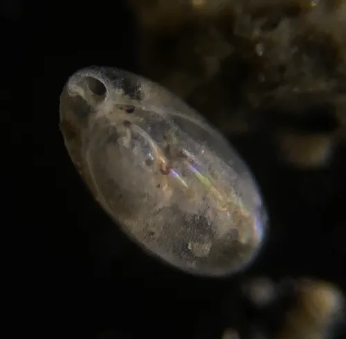 Globobulimina auriculata