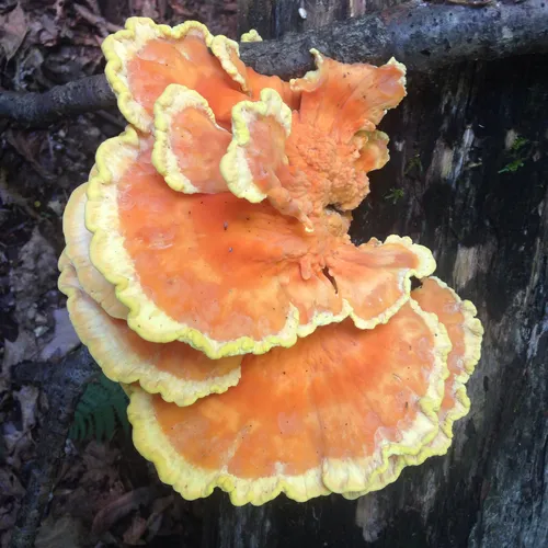 chicken of the woods