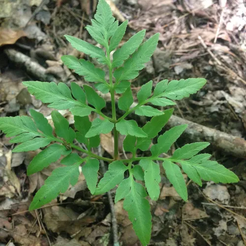Cutleaf Grapefern