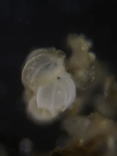 Uvigerina mediterranea