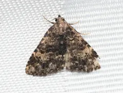 Diabolical Fungus Moth thumbnail 4