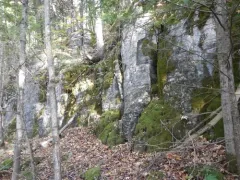 Tree Pocket Moss thumbnail 2