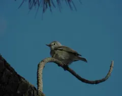 Plumbeous Vireo thumbnail 4