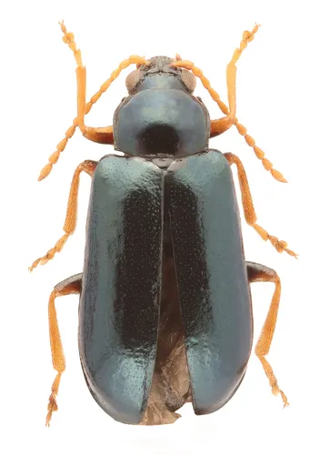 Scelolyperus meracus