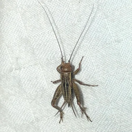 Striped Ground Cricket