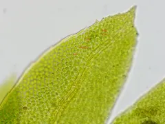 Fissidens minutulus thumbnail 2