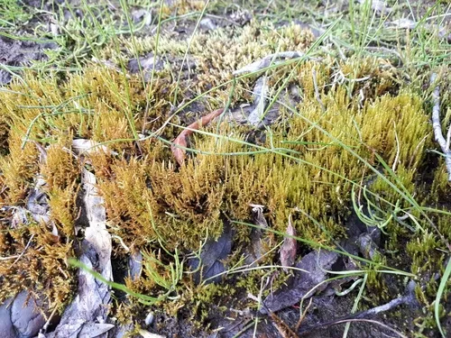 Giant Calliergon Moss