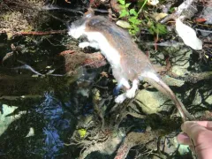 Dusky-footed Woodrat thumbnail 1