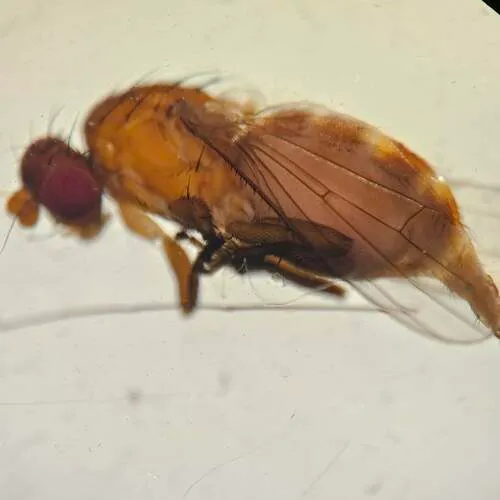 Neoleria lutea