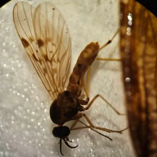 Sylvicola punctatus