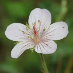 Richardson's geranium thumbnail 2