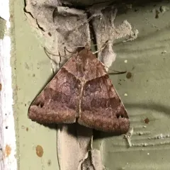 Clover Looper Moth thumbnail 2