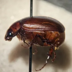 Mid-June Beetle thumbnail 1