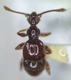 Batrisodes albionicus thumbnail 2