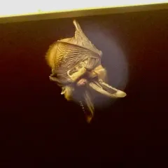 Townsend's Big-eared Bat thumbnail 4