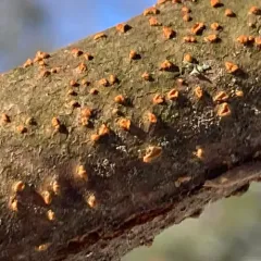 Chestnut Blight thumbnail 2